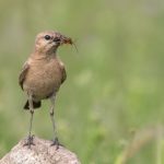 Isabell-Steinschmätzer (Oenanthe isabellina)