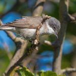 Klappergrasmücke (Sylvia curruca)