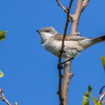 Klappergrasmücke (Sylvia curruca)