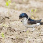 Mehlschwalbe (Delichon urbica) sammelt Nistmaterial