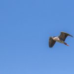 Nachtreiher (Nycticorax nycticorax)