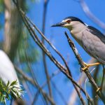 Nachtreiher (Nycticorax nycticorax)
