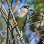 Nachtreiher (Nycticorax nycticorax)