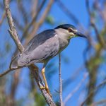 Nachtreiher (Nycticorax nycticorax)