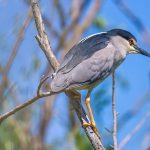 Nachtreiher (Nycticorax nycticorax)