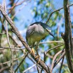 Nachtreiher (Nycticorax nycticorax)