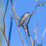 Nachtreiher (Nycticorax nycticorax)