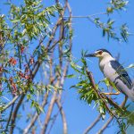Nachtreiher (Nycticorax nycticorax)