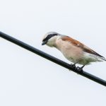 Neuntöter (Lanius collurio) Männchen