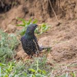 Star (Sturnus vulgaris)