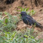 Star (Sturnus vulgaris)