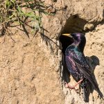 Star (Sturnus vulgaris)