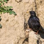 Star (Sturnus vulgaris)