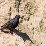 Star (Sturnus vulgaris)