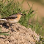Steinschmätzer (Oenanthe oenanthe) Weibchen