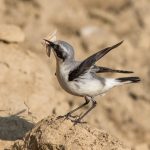 Steinschmätzer (Oenanthe oenanthe) Männchen
