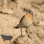 Steinschmätzer (Oenanthe oenanthe) Weibchen