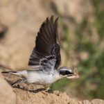 Steinschmätzer (Oenanthe oenanthe) Männchen