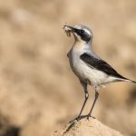 Steinschmätzer (Oenanthe oenanthe) Männchen