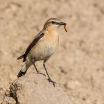 Steinschmätzer (Oenanthe oenanthe) Weibchen