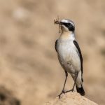 Steinschmätzer (Oenanthe oenanthe) Männchen