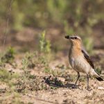 Steinschmätzer (Oenanthe oenanthe) Weibchen
