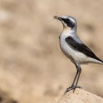 Steinschmätzer (Oenanthe oenanthe) Männchen
