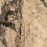 Steinschmätzer (Oenanthe oenanthe) Weibchen