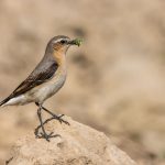 Steinschmätzer (Oenanthe oenanthe) Weibchen