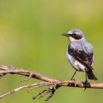 Steinschmätzer (Oenanthe oenanthe) Männchen