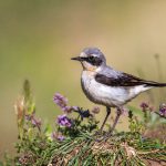 Steinschmätzer (Oenanthe oenanthe) Männchen