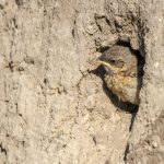 Steinschmätzer (Oenanthe oenanthe) Jungvogel an der Bruthöhle