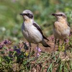 Steinschmätzer (Oenanthe oenanthe) Männchen und Weibchen