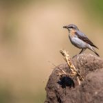 Steinschmätzer (Oenanthe oenanthe) Weibchen