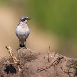 Steinschmätzer (Oenanthe oenanthe) Männchen