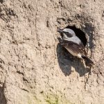 Steinschmätzer (Oenanthe oenanthe) Männchen an der Bruthöhle