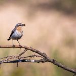 Steinschmätzer (Oenanthe oenanthe) Weibchen