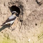 Steinschmätzer (Oenanthe oenanthe) Männchen an der Bruthöhle