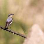 Steinschmätzer (Oenanthe oenanthe) Weibchen