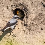 Steinschmätzer (Oenanthe oenanthe) Männchen füttert an der Höhle