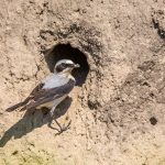 Steinschmätzer (Oenanthe oenanthe) Männchen an der Bruthöhle