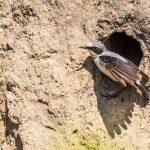 Steinschmätzer (Oenanthe oenanthe) Männchen an der Bruthöhle
