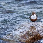 Wasseramsel (Cinclus cinclus