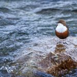 Wasseramsel (Cinclus cinclus