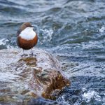 Wasseramsel (Cinclus cinclus