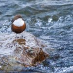 Wasseramsel (Cinclus cinclus