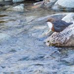 Wasseramsel (Cinclus cinclus