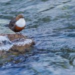 Wasseramsel (Cinclus cinclus