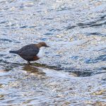 Wasseramsel (Cinclus cinclus