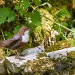 Wasseramsel (Cinclus cinclus